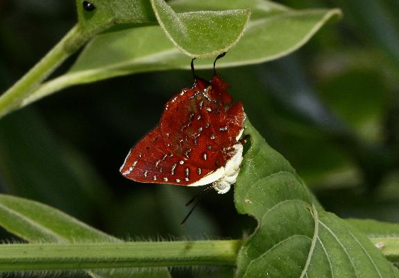 Axiocerses punicea punicea male UNS